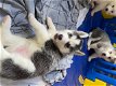 Siberische Husky-puppy's. - 0 - Thumbnail