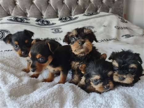 Yorkshire Terrier-puppy's. - 0