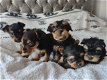 Yorkshire Terrier-puppy's. - 0 - Thumbnail