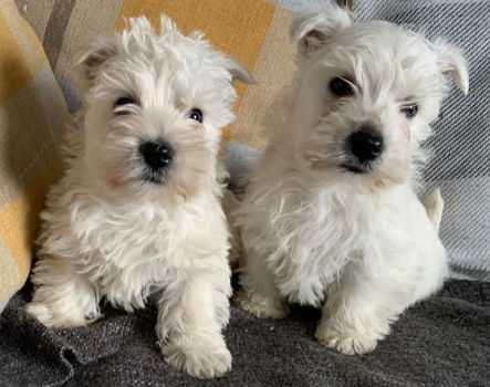 West Highland Terrier-puppy's. - 0