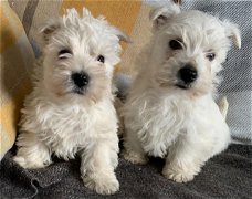 West Highland Terrier-puppy's.