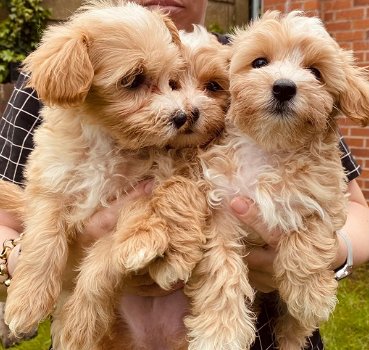 Maltipoo-puppy's. - 0