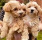 Maltipoo-puppy's. - 0 - Thumbnail