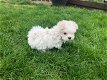 Prachtige Kc geregistreerde Maltese pup - 0 - Thumbnail