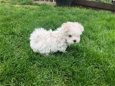 Prachtige Kc geregistreerde Maltese pup