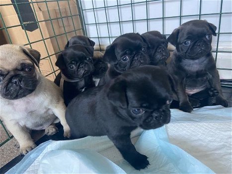 Verbluffende Kc-geregistreerde platina-pug-puppy's. - 0