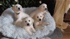 Verbluffende volledig DNA-geteste golden retriever-puppy's. - 0 - Thumbnail