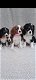 Tri en Blenheim Verbluffende Cavalier King Charles Spaniel-puppy's. - 0 - Thumbnail