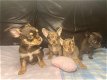 Chihuahua-puppy's - 0 - Thumbnail