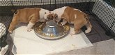 Kc geregistreerde kwaliteit Engelse Bulldog-puppy's. - 0 - Thumbnail