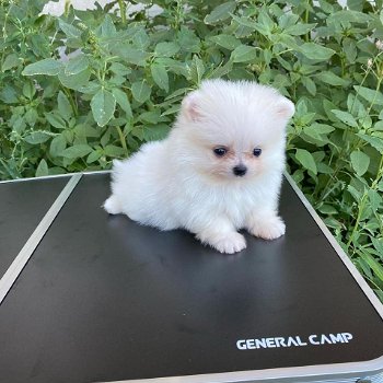 Pomeranian Puppy - 0