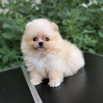 Pomeranian Puppy - 1