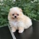 Pomeranian Puppy - 1 - Thumbnail