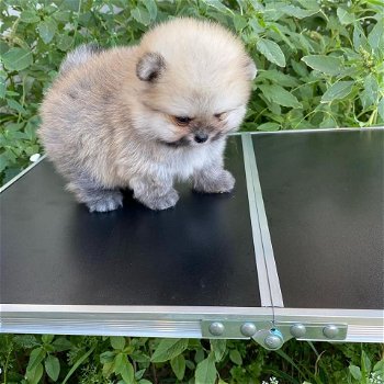 Pomeranian Puppy - 2