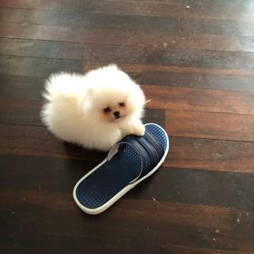 Pomeranian Puppy - 3