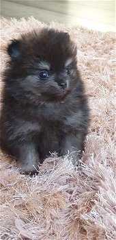 Pomeranian Puppy - 4