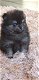 Pomeranian Puppy - 4 - Thumbnail