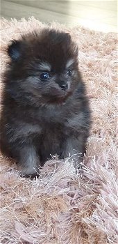 Teacup Pomeranian - 2