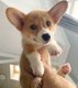Gezonde mannelijke en vrouwelijke Corgi-puppy's voor een goed gezin - 0 - Thumbnail