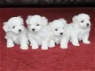 Bichon Maltes-puppy's voor adoptie - 0 - Thumbnail
