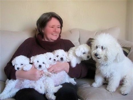 Bichon Maltes-puppy's voor adoptie - 1