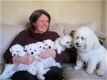 Bichon Maltes-puppy's voor adoptie - 1 - Thumbnail