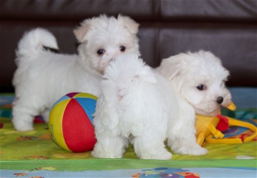 Mini Toy Maltese Bichon Puppies Cadeau voor gratis adoptie. - 0