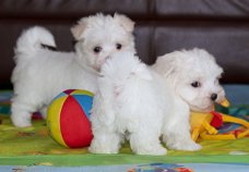 Mini Toy Maltese Bichon Puppies Cadeau voor gratis adoptie.