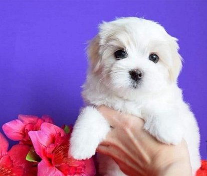 Mini Toy Maltese Bichon Puppies Cadeau voor gratis adoptie. - 1