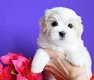 Mini Toy Maltese Bichon Puppies Cadeau voor gratis adoptie. - 1 - Thumbnail