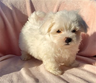 Mini Toy Maltese Bichon Puppies Cadeau voor gratis adoptie. - 2