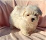 Mini Toy Maltese Bichon Puppies Cadeau voor gratis adoptie. - 2 - Thumbnail