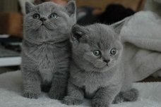 Fantastic Gift Britse korthaar kittens.