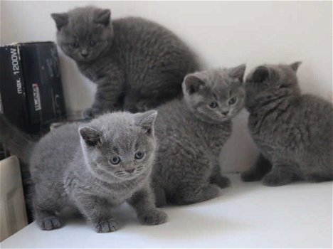 Fantastic Gift Britse korthaar kittens. - 1