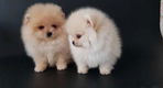 Beschikbare Pommerse pups voor adoptie - 0 - Thumbnail