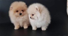 Beschikbare Pommerse pups voor adoptie