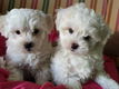 Mini Toy Maltese puppy's - 0 - Thumbnail