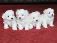 Bichon Maltes-puppy's voor adoptie