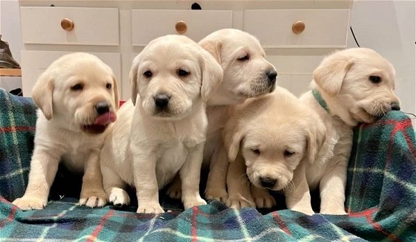 Labrador puppy's cadeau, gratis adoptie - 0
