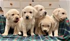 Labrador puppy's cadeau, gratis adoptie - 0 - Thumbnail