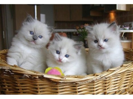 Lieve Stamboom Ragdoll Kittens - 0