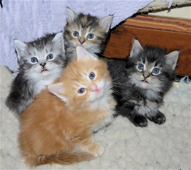 Lieve Maine Coon Kittens Beschikbaar - 0