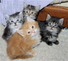 Lieve Maine Coon Kittens Beschikbaar