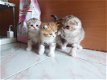 Mooie Scotish Folds Kittens - 0 - Thumbnail