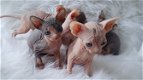 Reuen en teven Sphynx kittens beschikbaar - 0 - Thumbnail