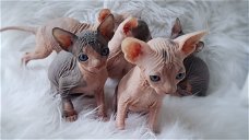 Reuen en teven Sphynx kittens beschikbaar