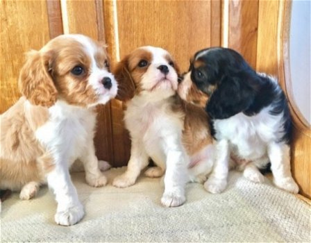 Cavalier King Charles Spaniel-Pups - 0