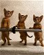 mooie Abessijnse kittens - 0 - Thumbnail