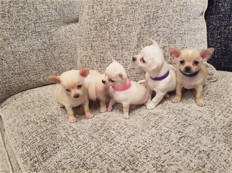 Stamboom Chihuahua Pups - 0