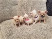 Stamboom Chihuahua Pups - 0 - Thumbnail
